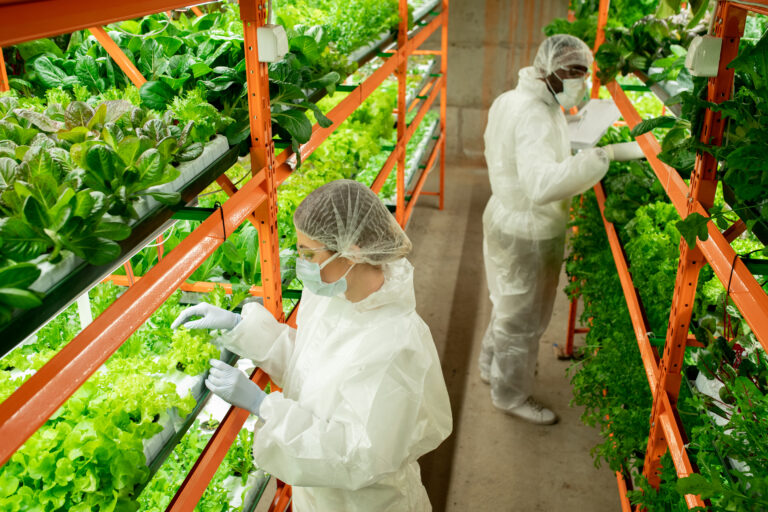 Two young intercultural workers of vertical farm in protective workwear