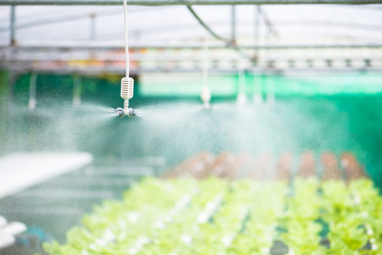 Springer spraying for watering vegetables hydroponic farm