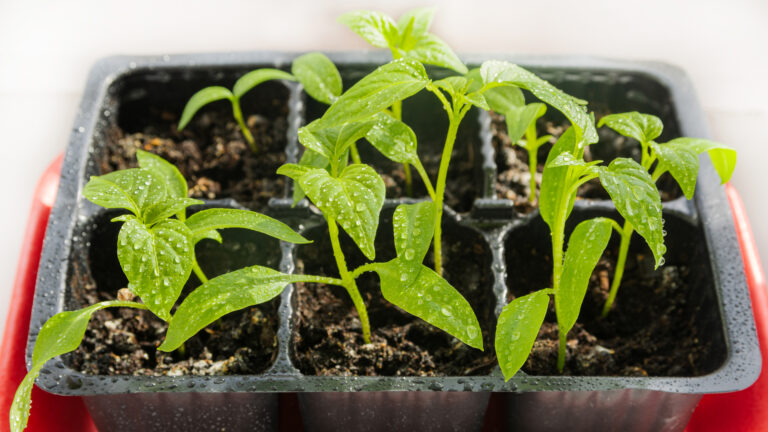 The little pepper seedlings have just been watered. Large drops of water on the leaves. Planting material for spring gardening